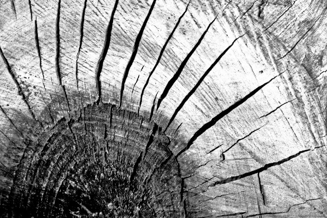 [photo] Log End Sunburst
