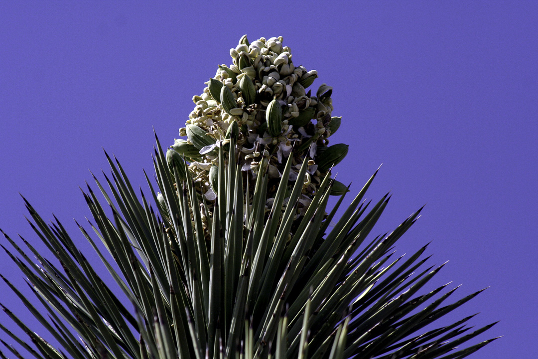 [photo] Joshua Tree in Bloom, Joshua Tree Natl Park, California, USA